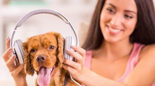 Musicoterapia para mascotas