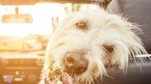 Cómo evitar una multa cuando viajas en coche con tu perro