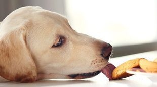 Cómo hacer galletas para perros en el microondas
