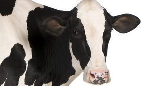 ¿Por qué algunas vacas tienen agujeros en el estómago?