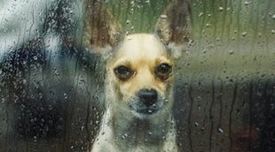 Juegos para hacer en casa con tu perro los días de lluvia