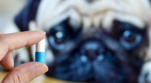 Cómo dar una pastilla a tu perro de la forma más fácil