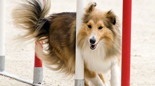 ¿Sabías cómo se entrenan los perros de asistencia para salvar vidas?