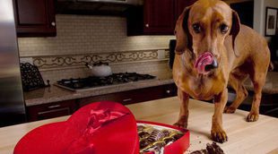 Por qué el chocolate es malo para la salud de los perros