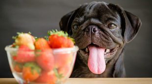 10 frutas y verduras que puede tomar tu perro