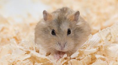 Hámster: todo lo que tienes que saber sobre este pequeño roedor