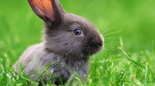 Todo lo que necesitas saber sobre los conejos: Comida, limpieza y cuidados