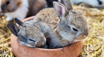 ¿Los conejos duermen?