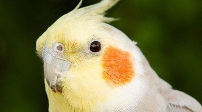 Las Ninfas: todo lo que debes saber para tener este pájaro de mascota