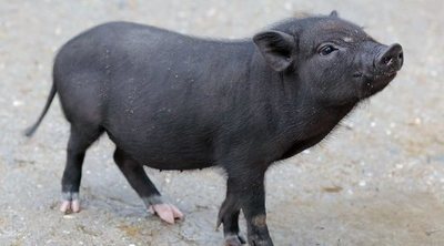 Pros y contras de tener un cerdo vietnamita como mascota