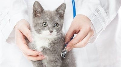 Síntomas de envenenamiento en gatos: primeros auxilios