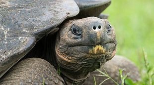 Las enfermedades más comunes de las tortugas