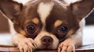 ¿Qué es el síndrome del perro pequeño?