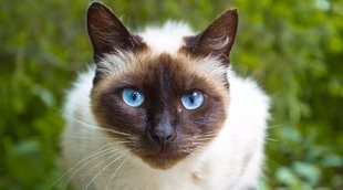 Gato siamés: toda la información sobre esta raza de felino