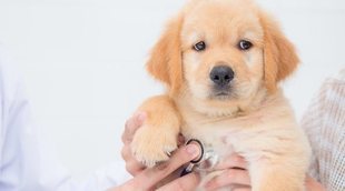 La alergia en perros: síntomas y soluciones