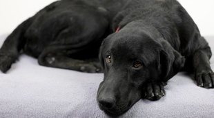 Displasia de cadera en perros: lo que debes saber