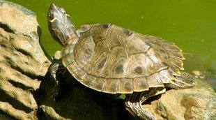 Cómo cuidar el caparazón de una tortuga de agua