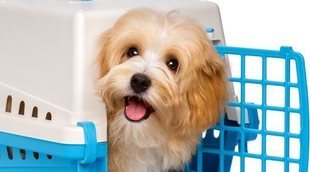 Cómo acostumbrar a tu perro a estar en el transportín