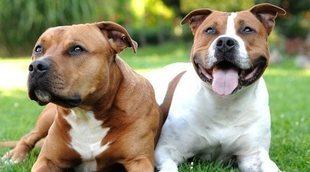 Normativa sobre perros peligrosos en España: aspectos relevantes