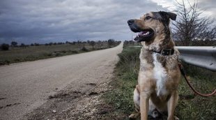 Leyes contra el abandono animal en España