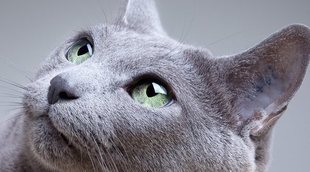 Gato azul ruso: conoce todo sobre esta raza de felino