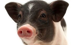 Tener un mini pig o cerdo en miniatura como mascota
