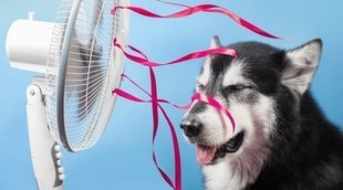 Consejos para que tu perro sobrelleve mejor el calor del verano
