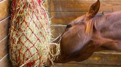 Alimentación de los caballos: consejos y recomendaciones