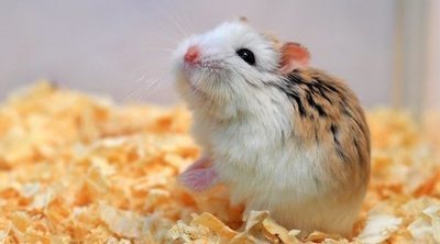 Hámster Roborovskii: todo lo que debes saber sobre este pequeño roedor