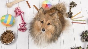 10 juguetes caseros para perros