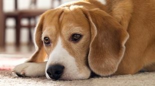 Anemia en perros: síntomas y alimentación