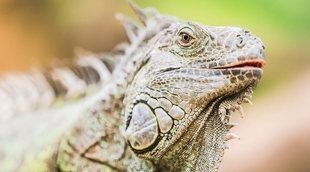 Tipos de iguanas que se pueden tener como mascota
