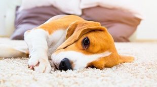 Epilepsia en perros: por qué sucede y cómo tratarla