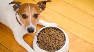 Estreñimiento en perros: remedios caseros para solucionarlo