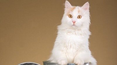 Gato van turco: conoce todo sobre esta raza de felino