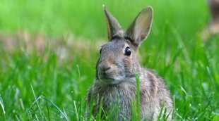 Cómo saber si un conejo es macho o hembra