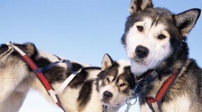 Perro de Groenlandia: conoce todo sobre esta raza de perro