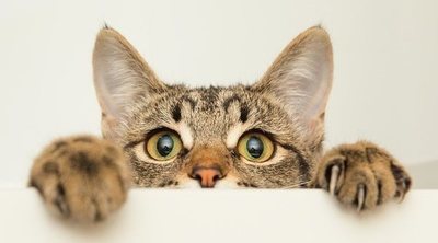 Las 10 razas de gatos más inteligentes