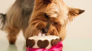 Recetas de tartas para perros