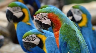 Loris y loriquitos: unas aves muy coloridas