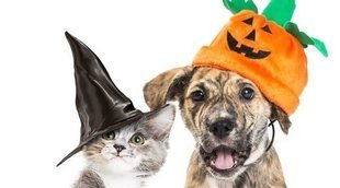 Disfraces caseros de Halloween para tu mascota
