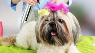Cómo hacer una sesión de peluquería canina en casa