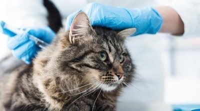 Cómo fortalecer el sistema inmunológico de los gatos