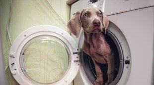 Cómo son las máquinas de lavado para perros