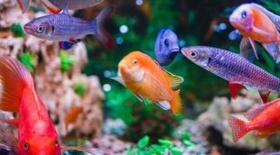 Criar peces en el acuario: todo lo que necesitas saber