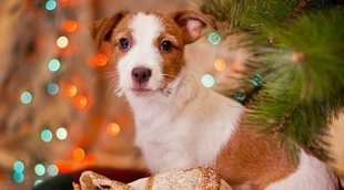 Regalar mascotas en Navidad: consejos a tener en cuenta