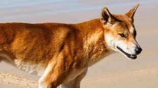 Clasificación de razas de perros por continente: Oceanía