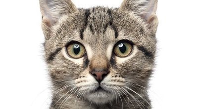 Quimioterapia en gatos