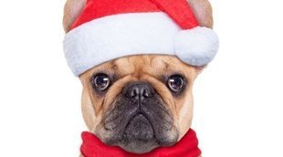 Regalos de Navidad para perros