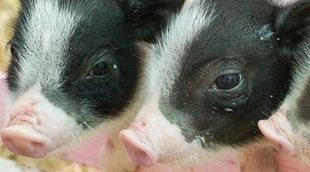 Cómo diferenciar un cerdo vietnamita de un mini pig